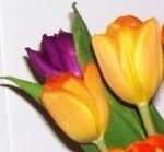 Copy of Copy of April Tulips3 Cropped